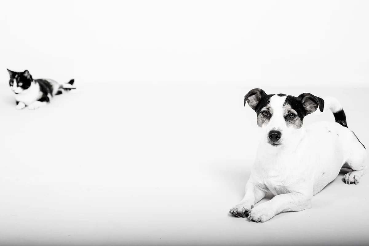 ペットの室温管理イメージ